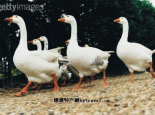 依安大鹅