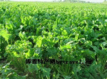 克山县甜菜