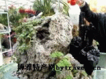 火山石木炭盆景