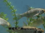 雅罗鱼