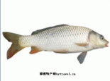 五大连池鲤鱼