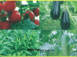 新兴露地无公害蔬菜