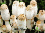 鸡腿菇