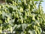 一面坡酒花