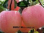 武功苹果