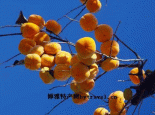 长武柿子