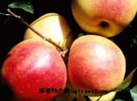 旬邑意大利早红