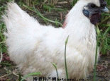 泾阳乌鸡