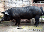 兴平关中黑猪