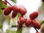 大觐枣