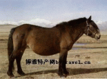 关中驴