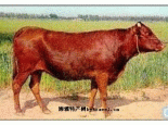 秦川牛