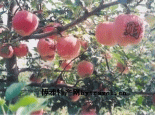 九州龙苹果