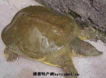 黄河甲鱼