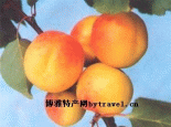 手指杏