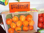 富平柿子