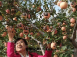 子洲苹果