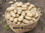 佳县洋芋
