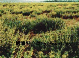 柠条