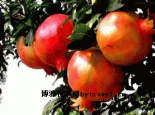 碑林石榴