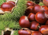 陕西板粟
