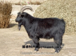 庆阳黑山羊
