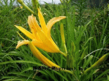 合水黄花