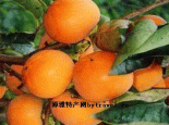 武都甜柿
