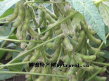 夏大豆
