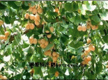 徽县银杏