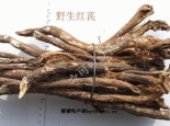 武都红芪