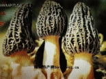 舟曲狼肚