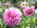 临洮大丽花