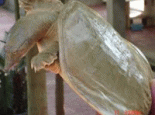灵台中华鳖