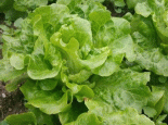 野生菜