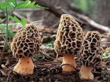 甘肃羊肚菌