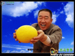 民勤蜜瓜