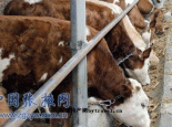 张掖肉牛