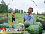 嘉峪关野麻湾西瓜