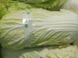 榆中大白菜