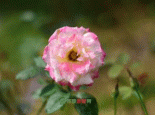 兰州苦水玫瑰