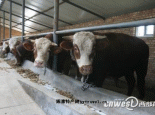 民和肉牛