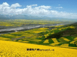 门源菜籽油