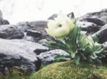 药材：雪莲