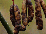 肉肠