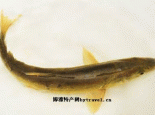 青海花斑裸鲤