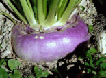 玉树芫根