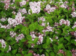 丁香花