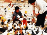 固原红鸡