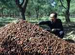 中宁圆枣